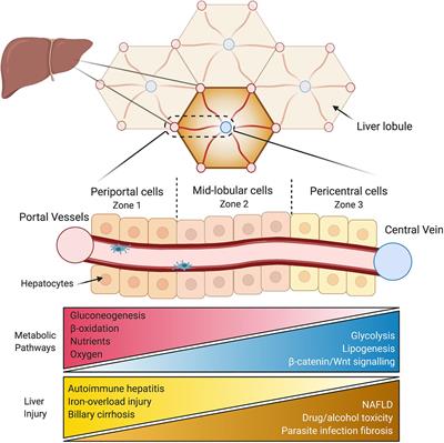 Frontiers | Liver Zonation – Revisiting Old Questions With New